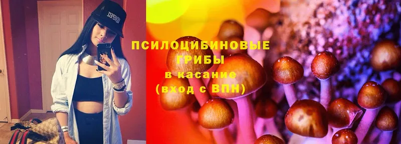 Галлюциногенные грибы Cubensis Волоколамск